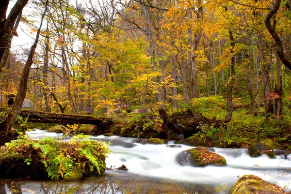 Hösten av säsongen med vacker flod — Stockfoto
