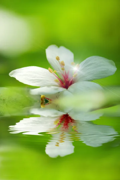 Mercurialis montana bloem vallen op de blad mix met groene achtergrondkleur — Stockfoto