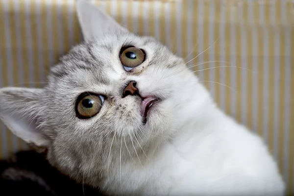 แมวพับสก๊อต — ภาพถ่ายสต็อก