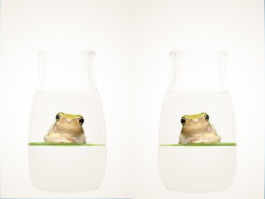 Frog in the bottle clipart