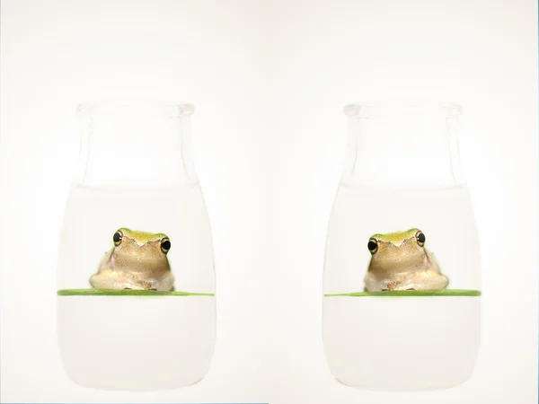Frosch in der Flasche — Stockfoto