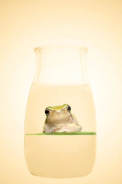 병에 개구리 — 스톡 사진