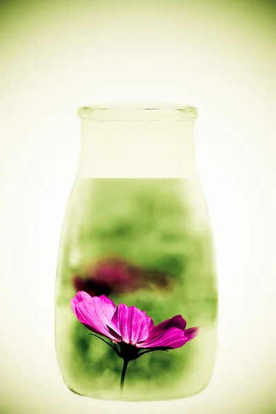 Цветок в бутылке для фона или других целей использования — стоковое фото