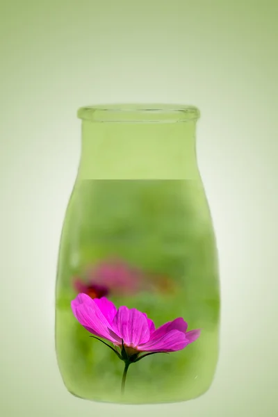 stock image Flower in the bottle for background or others purpose use