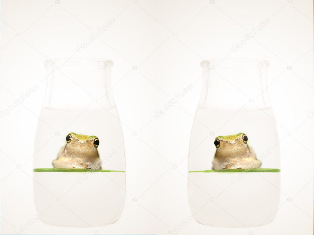 Frog in the bottle