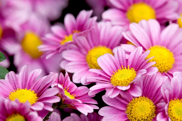 Crisantemo colorido —  Fotos de Stock