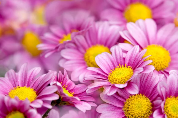 Crisantemo colorido —  Fotos de Stock