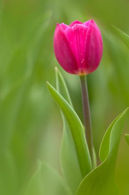 Lale arka plan kullanmak için