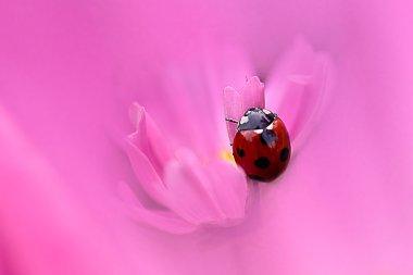 Ladybug with nice pink background clipart