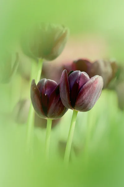 Tulipán pro použití pozadí — Stock fotografie
