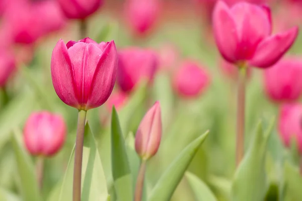 Tulipano per uso di sfondo — Foto Stock