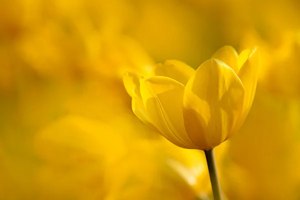 Tulipán para uso de fondo —  Fotos de Stock