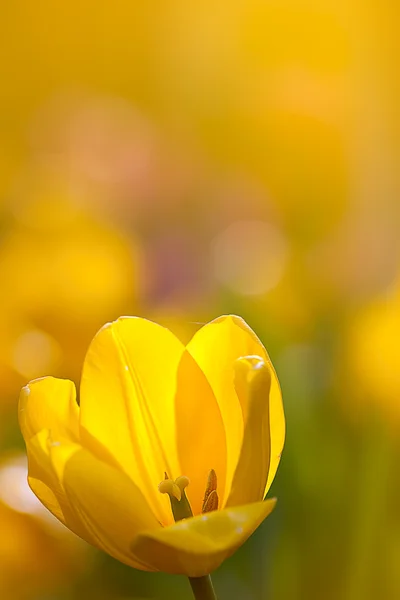 Tulip for background use — Stock Photo, Image