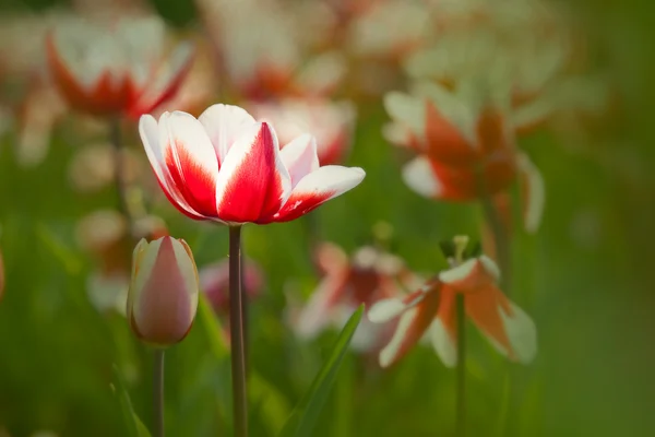 Tulipe pour utilisation de fond — Photo