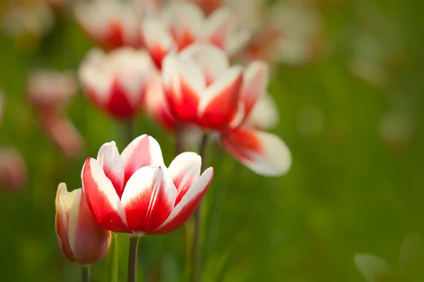 Tulip voor achtergrond gebruik — Stockfoto