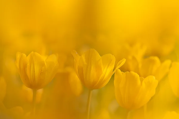 Tulipa para uso em segundo plano — Fotografia de Stock
