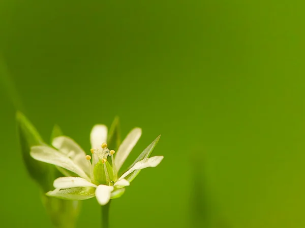 Witte bloem met mooie achtergrondkleur — Stockfoto