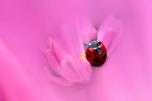 Marienkäfer mit hübschem rosa Hintergrund — Stockfoto
