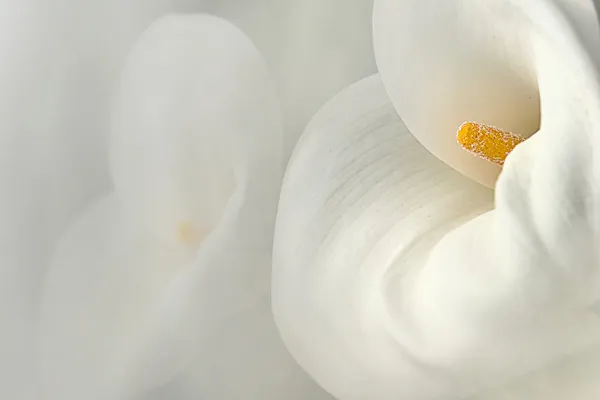 Cross finger calla lily med svart bakgrund — Stockfoto