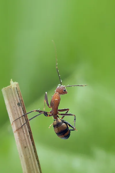 ANT gosta em algum lugar — Fotografia de Stock