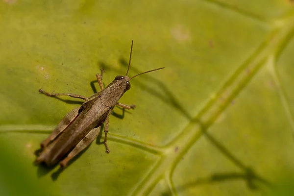 stock image The grasshopper stands on leaf