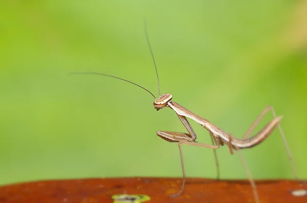 Closeup Mantis isolar com preto — Fotografia de Stock