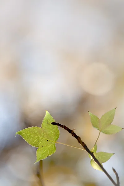 Folha de bordo verde claro com cor de fundo agradável — Fotografia de Stock