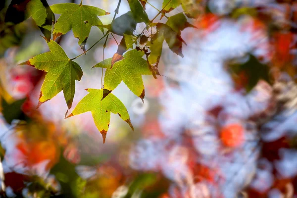 Jasny klon zielony liść z ładne tło kolor — Zdjęcie stockowe