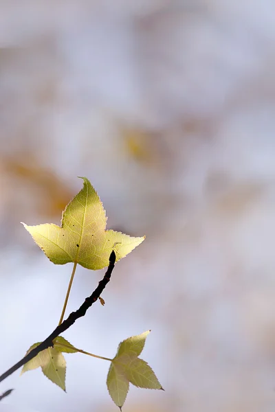 Folha de bordo verde claro com cor de fundo agradável — Fotografia de Stock