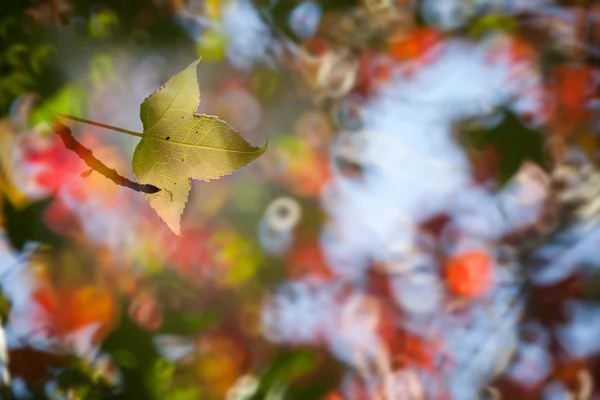Işık yeşil akçaağaç yaprağı güzel arka plan rengiyle — Stok fotoğraf