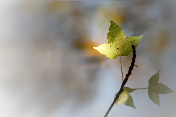 Hellgrünes Ahornblatt mit schöner Hintergrundfarbe — Stockfoto