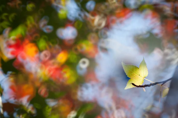 Jasny klon zielony liść z ładne tło kolor — Zdjęcie stockowe