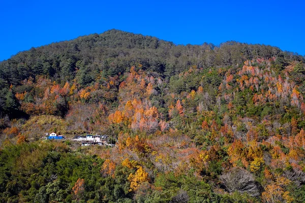 stock image Mountain with red yellow leaf for background or others purpose use