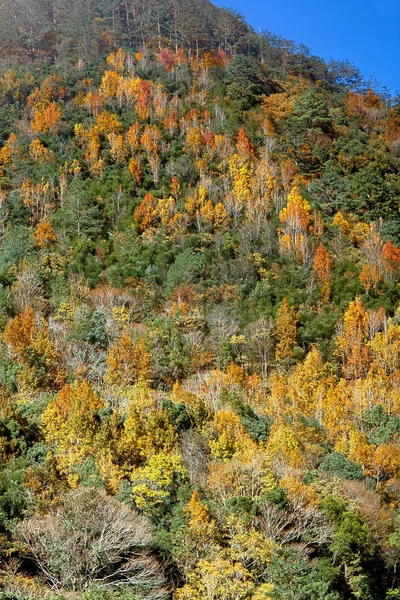 背景の赤の黄色葉山または他の目的の使用 — ストック写真
