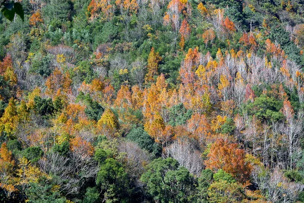 stock image Mountain with red yellow leaf for background or others purpose use