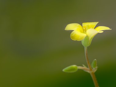 sürünen woodsorrel, oxalis corniculata l. ekşi yoncagiller