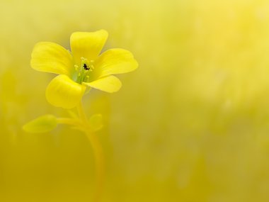 sürünen woodsorrel, oxalis corniculata l. ekşi yoncagiller