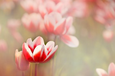 Tulip with nice back ground color clipart