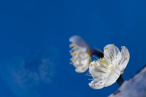 Švestkový květ s pěkné pozadí — Stock fotografie