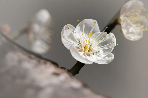 Plommon blomma med fin bakgrundsfärg — Stockfoto