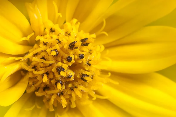 Crisantemo Chiuso — Foto Stock