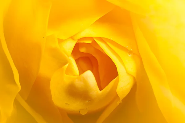 Крупним Планом Троянда Гарним Кольором — стокове фото