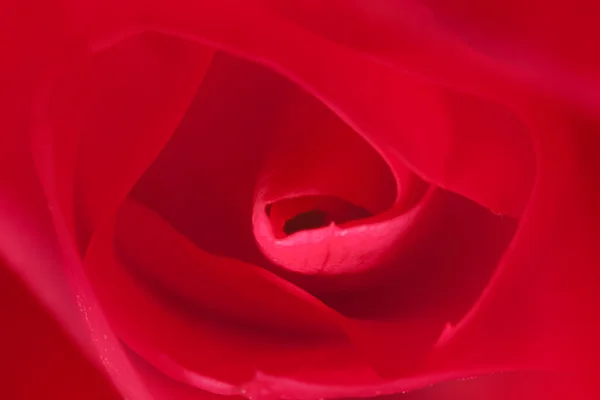 Закрыть Розу Красивым Цветом — стоковое фото