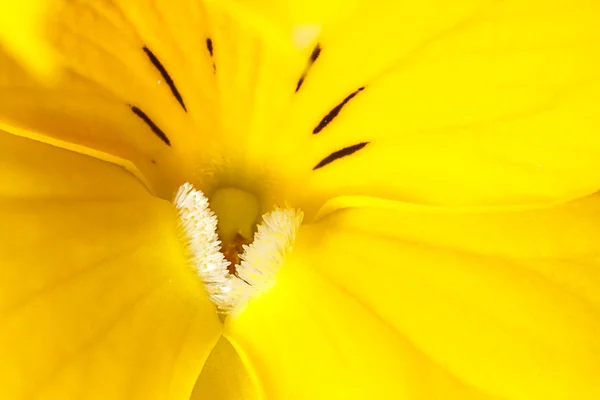 Geschlossene Chrysantheme — Stockfoto