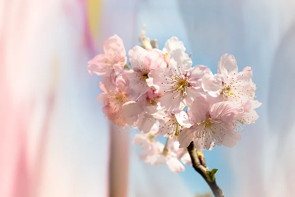 Цветение сакуры с хорошим цветом фона — стоковое фото