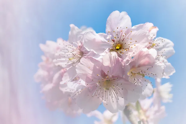 Цветение Сакуры Хорошим Цветом Фона — стоковое фото