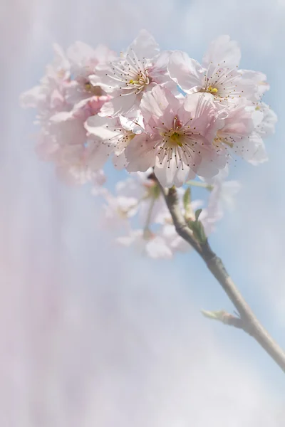 Kirschblüte mit schöner Hintergrundfarbe — Stockfoto