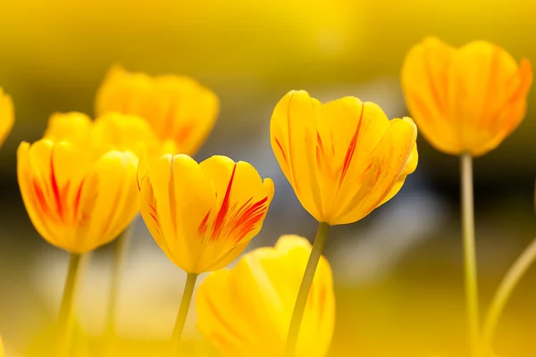 Tulip met leuke achtergrond kleur — Stockfoto