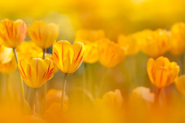 Tulipe Avec Belle Couleur Fond — Photo