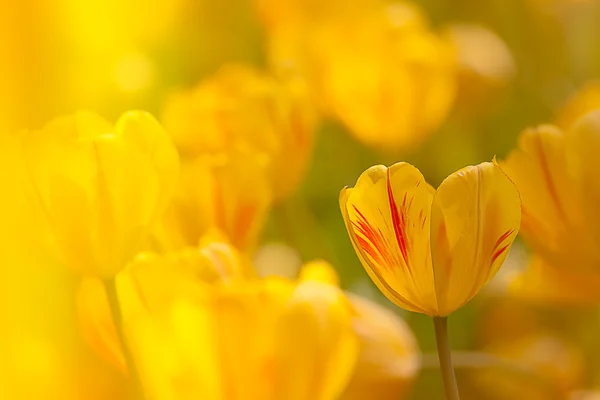 stock image Tulip with nice back ground color